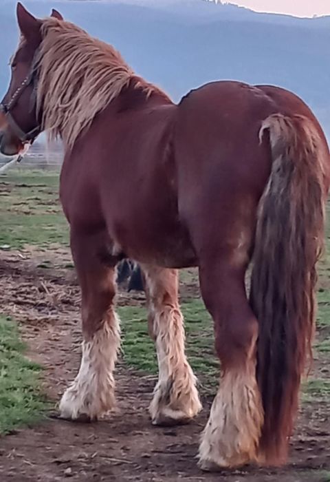 Mânză 3 ani de vânzare