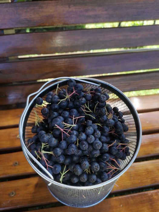 Aronia de vanzare