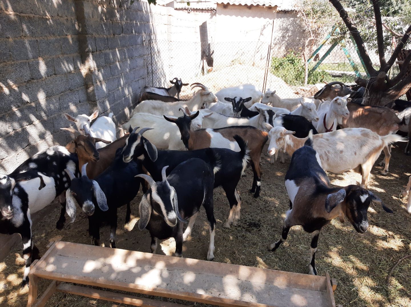 Сауынды Пародостый ешкілер сатылады ешкы ешкі коза козы