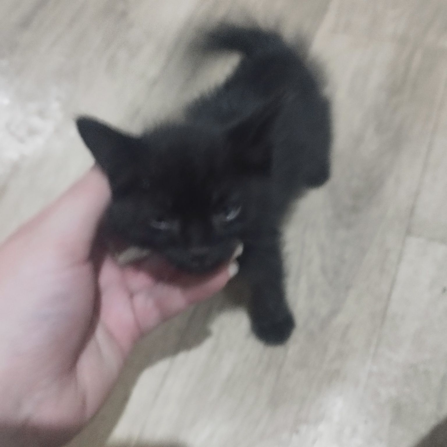 Чёрный котёнок 2 месяца