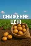 Картофель «Невский» – урожай 2025!