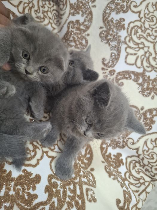 Продам милых котят