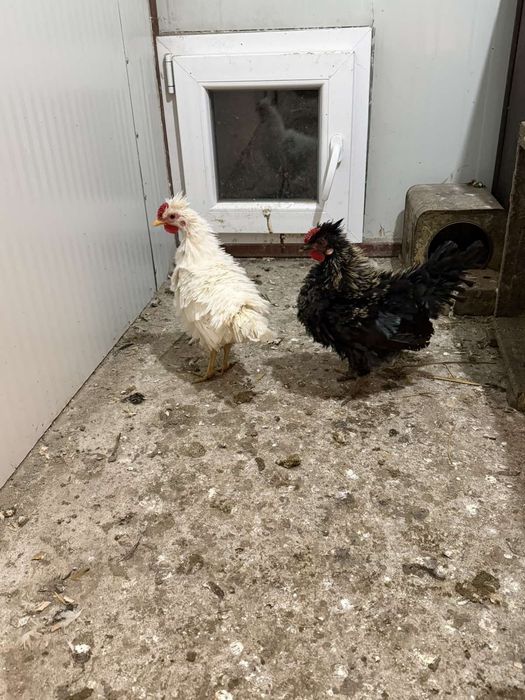 Продавам декоративни кокошки