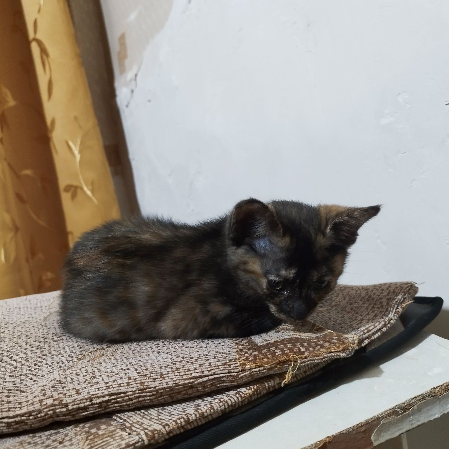 Котенок, трехцветная девочка  (mushukcha)