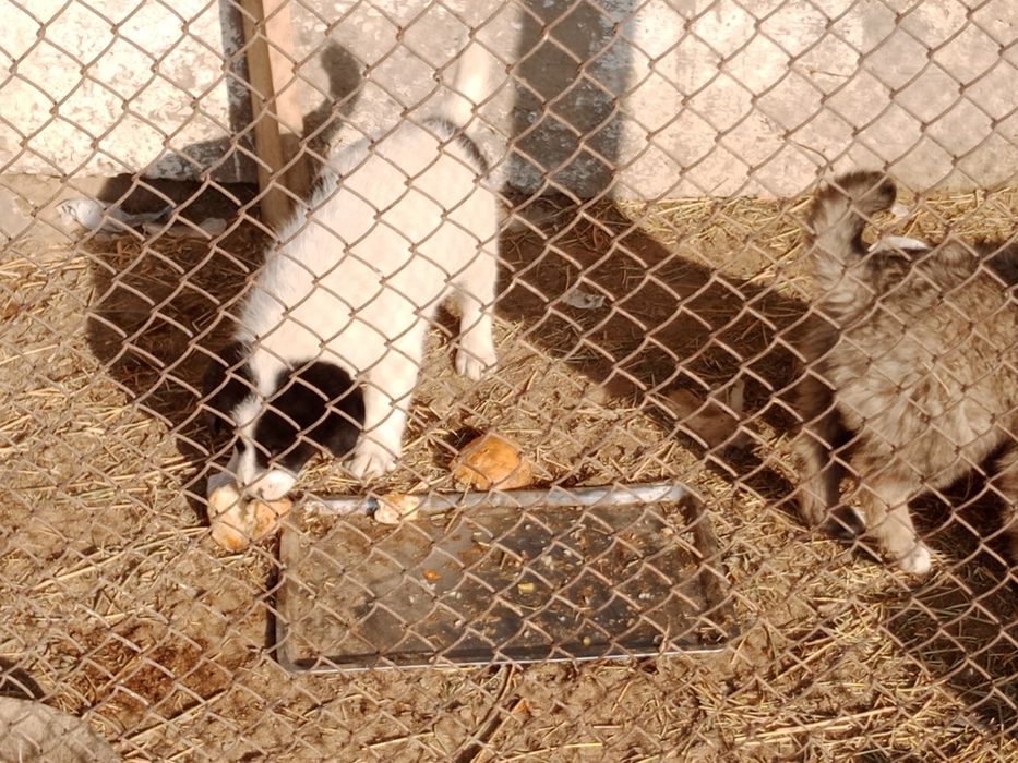 Күшік  2-3 айлық