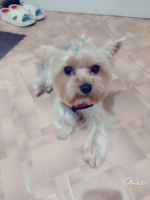 Срочно продаётся Йоркширский Терьер, девочка за 100 000 срочно