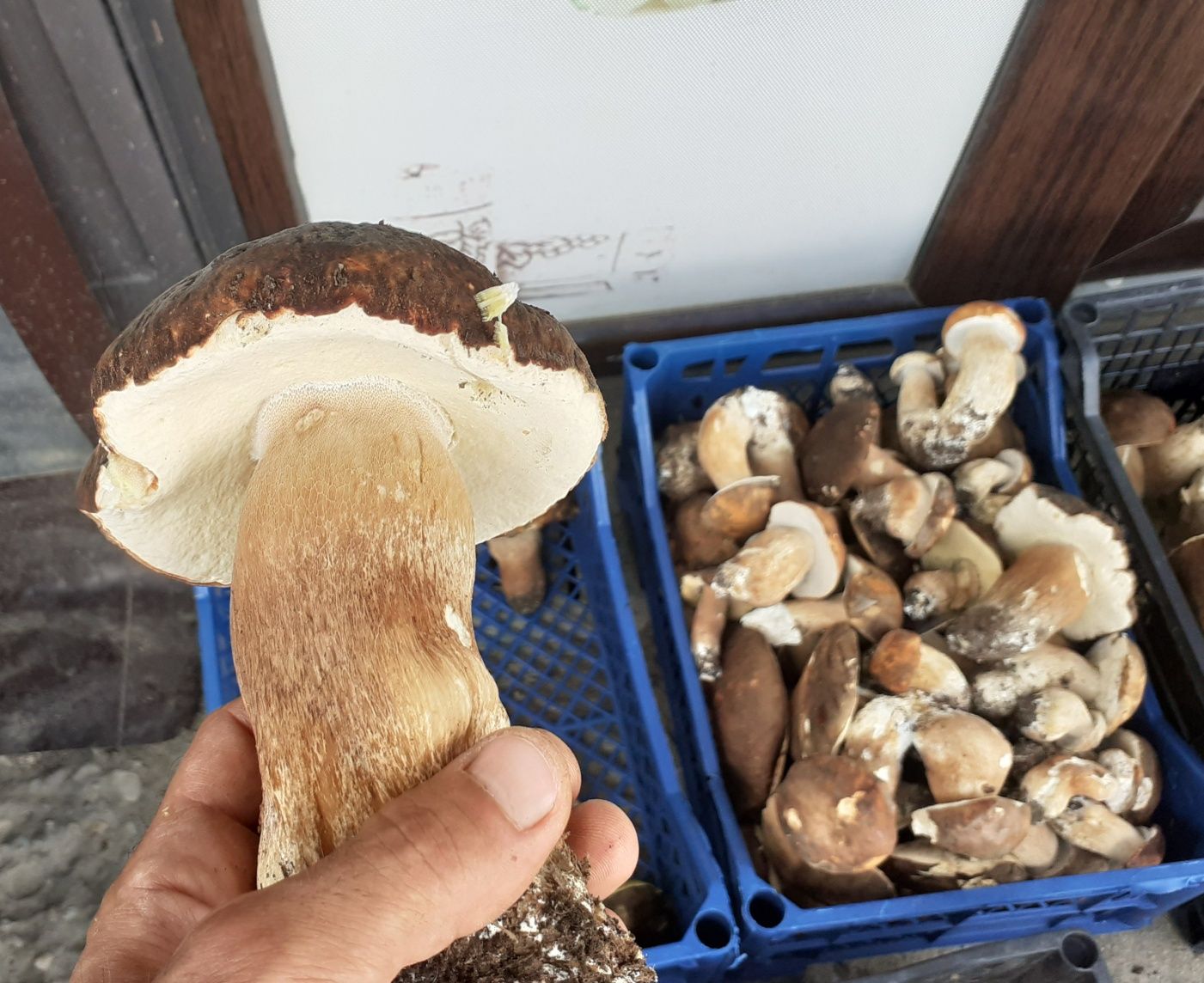 Vand manatarci ( hribi / boletus )