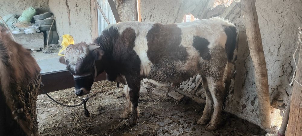 Боқиладиган местни буқалар сотилади