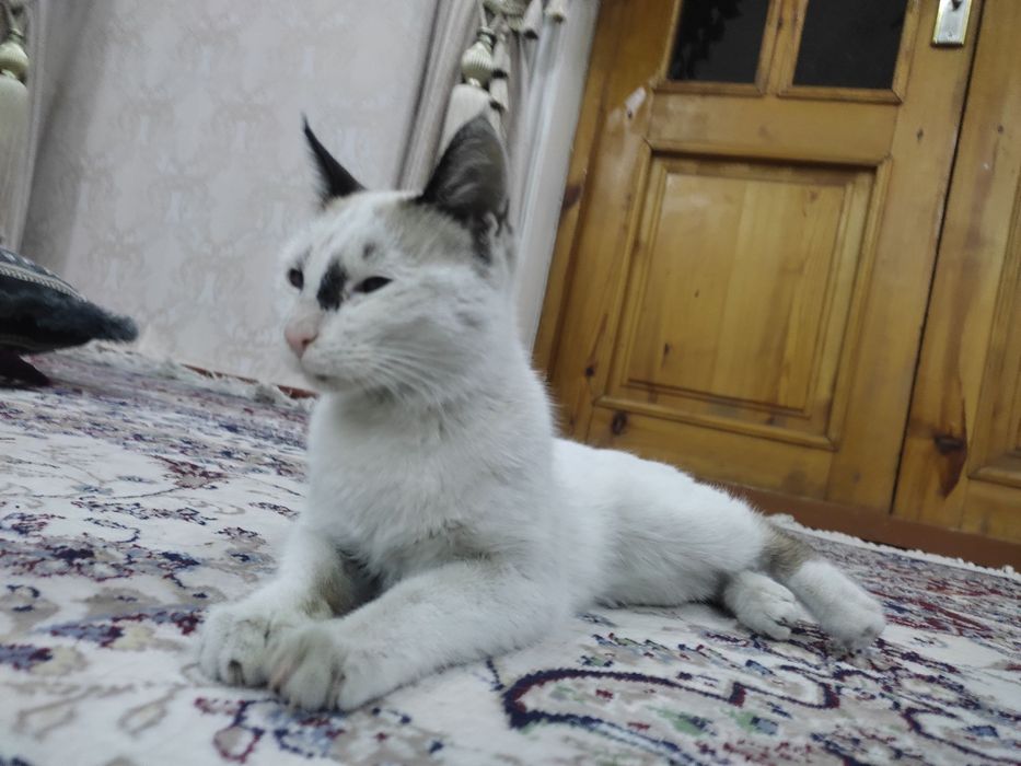 Siam mushugi õğil bola