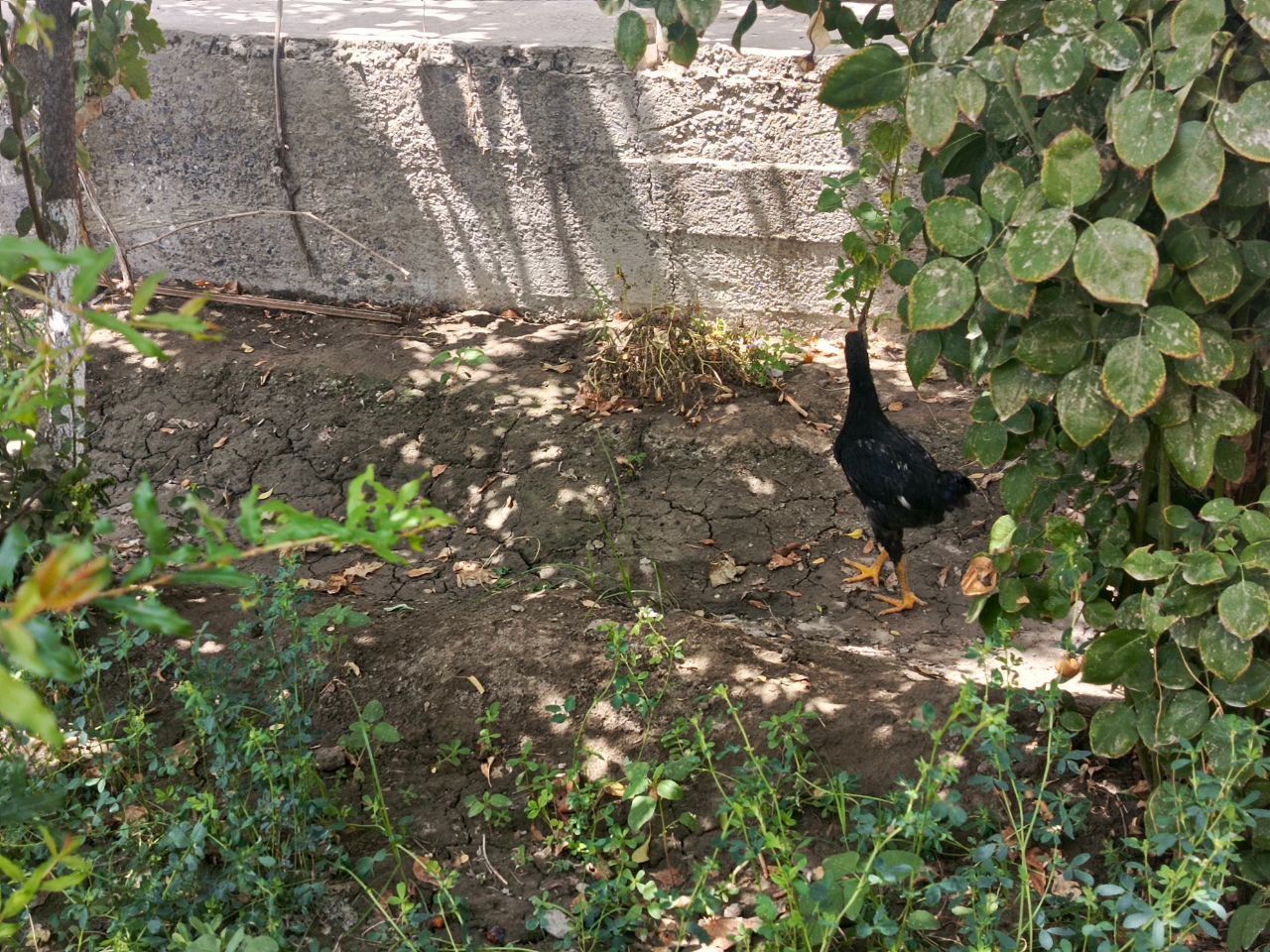 Куланги хуроз сотилади куриниши кора.