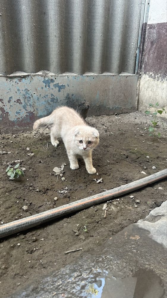 Скотш Фолд и Страйт Арзон