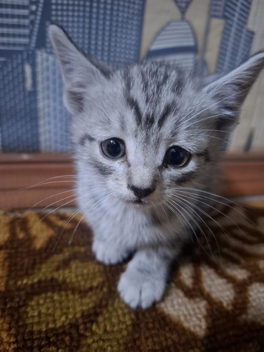 Отдам котёнка, срочно!!!