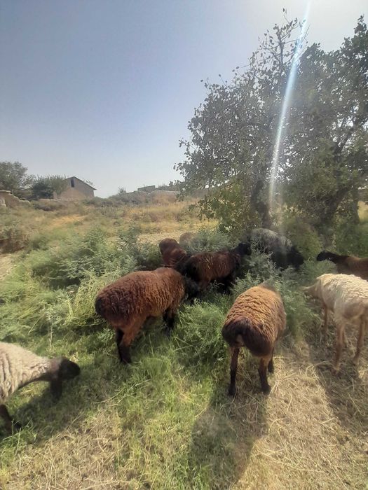 Nasillikga egiz qo'chqor sotiladi