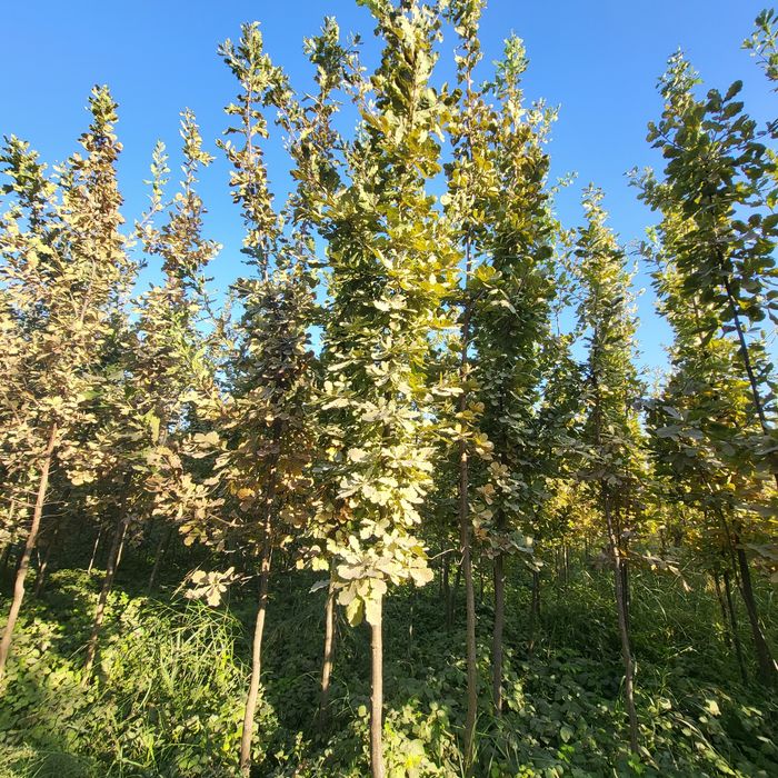 Разные декоративные растений и ёлки