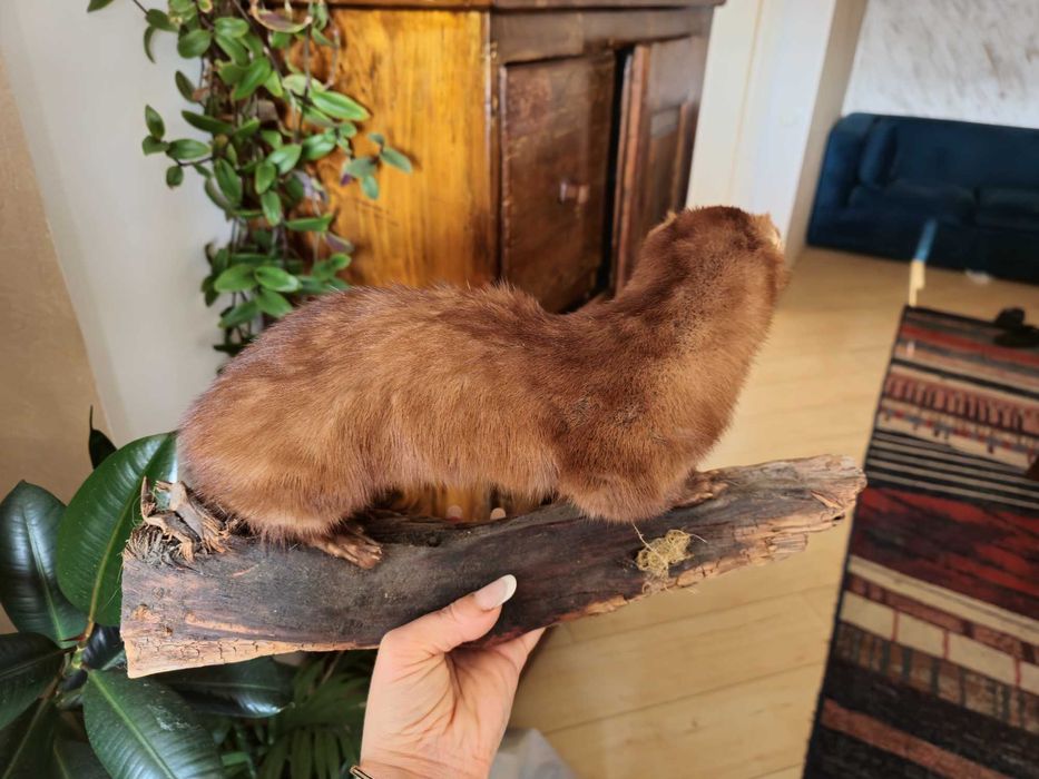 Nurca inpaiata ,taxidermie