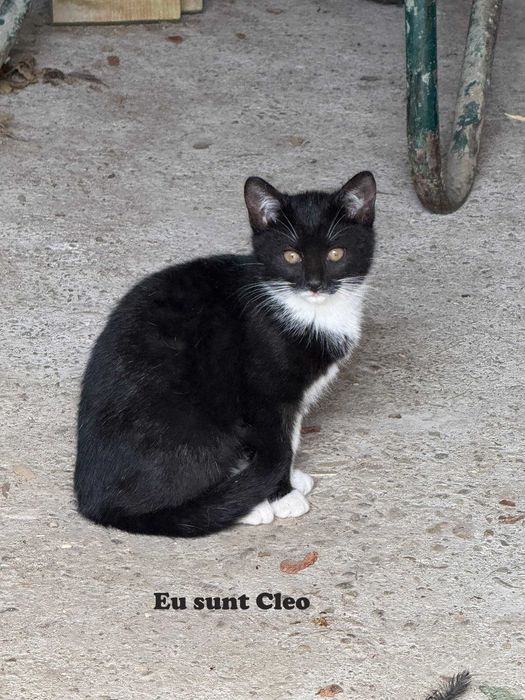 Donez pui pisica in Arges, Adoptie pisici Arges