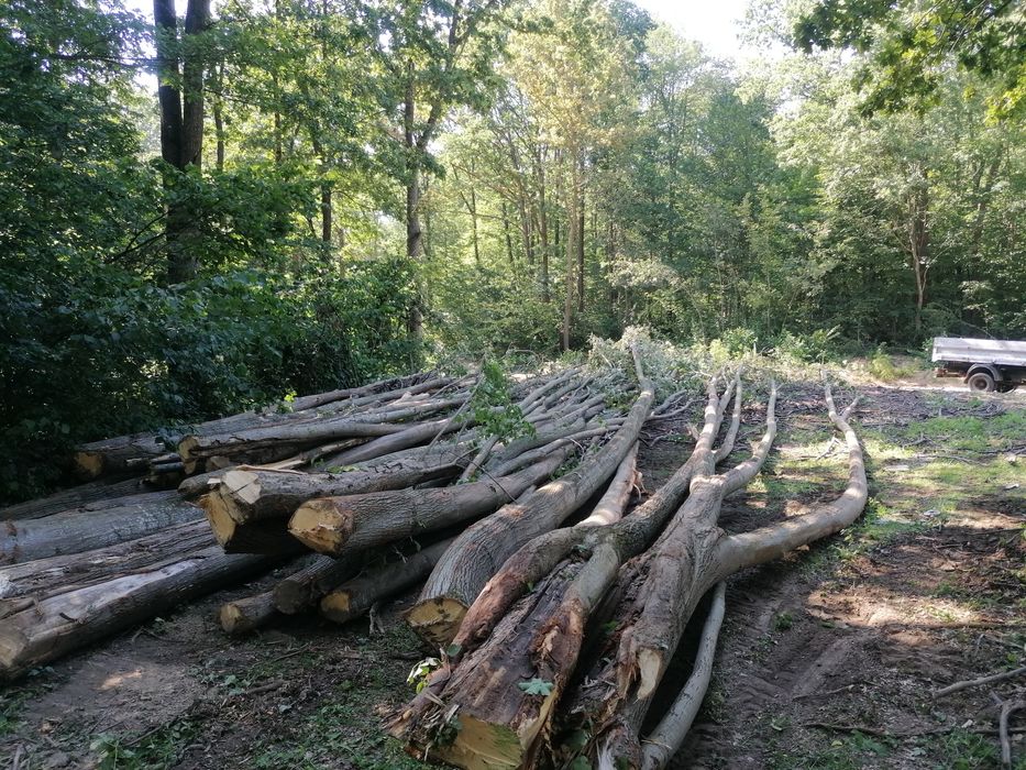 Vand lemn esență moale