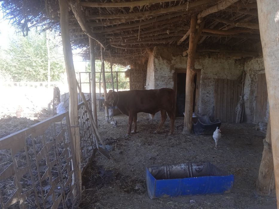 Oʻkichcha 15,5mln-10oyliq