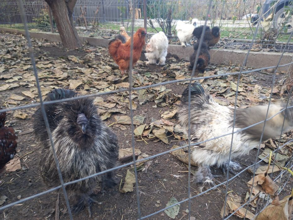 Cocosi matase japoneza