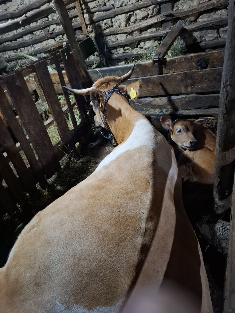 Vaca fata recent