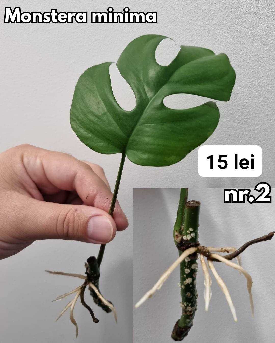 Plante interior, inradacinate Monstera, Pilea, Philodendron & altele