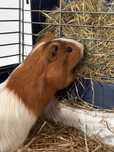 Donez porcusor de Guineea bland