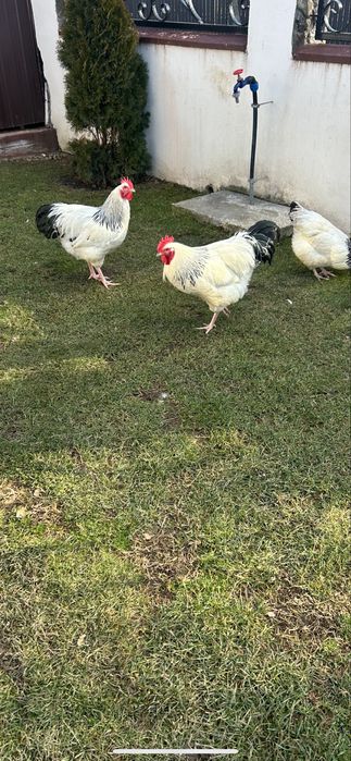 Cocosi sussex de vanzare