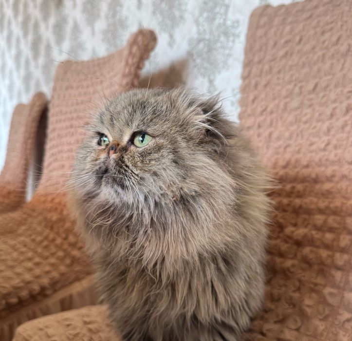 Вислоухий шотландец и перс