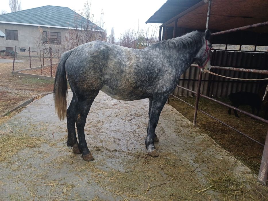 Бие сатлады  буаз