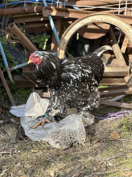 Cocosi brahma tineret