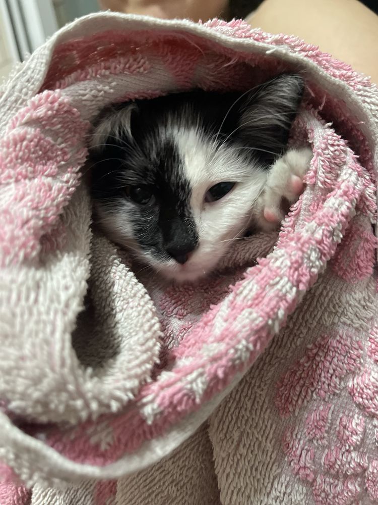 Котенок девочка 2-3 месяца