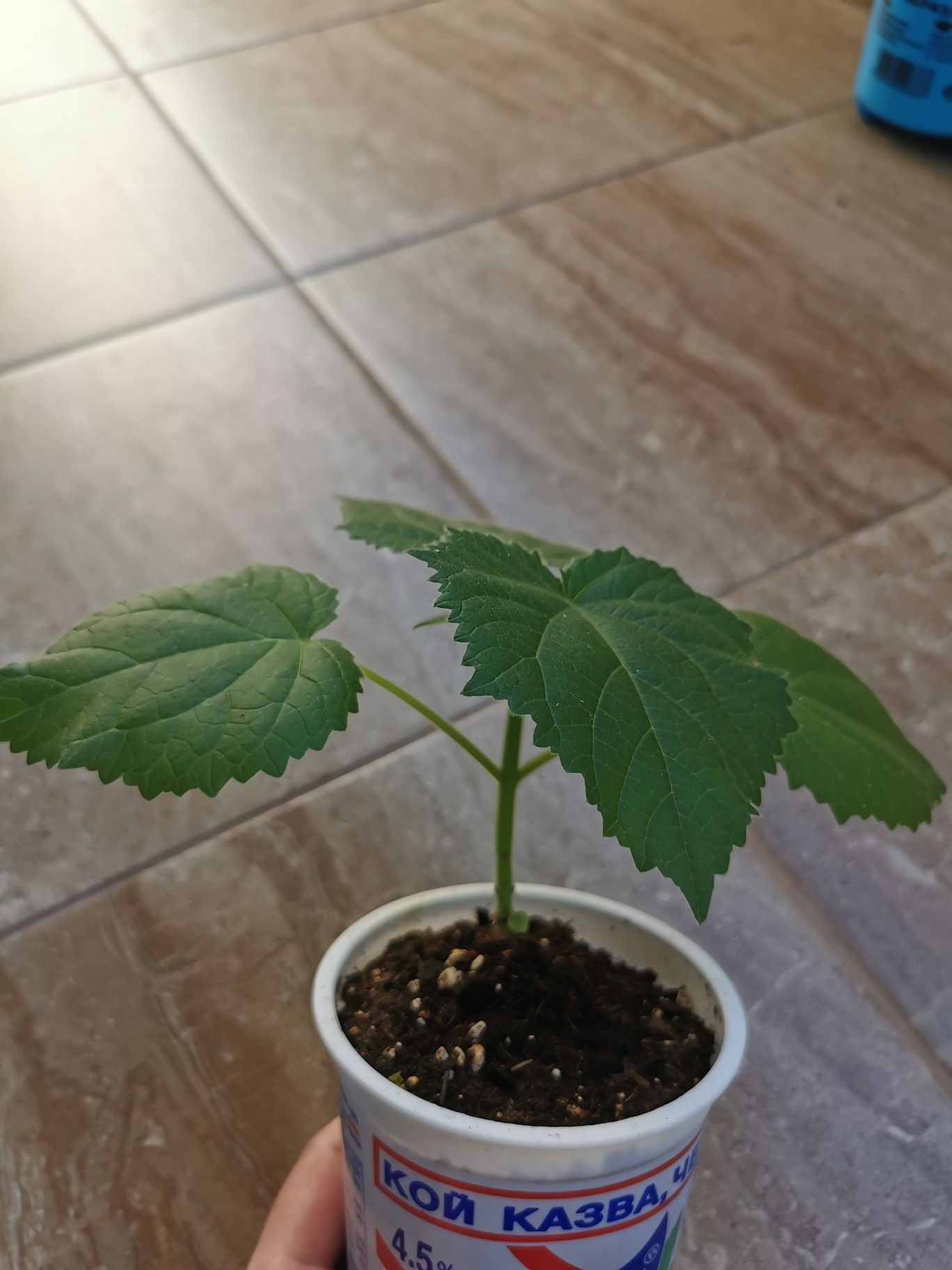 Пауловния Шан тонг /  Paulownia shan tong