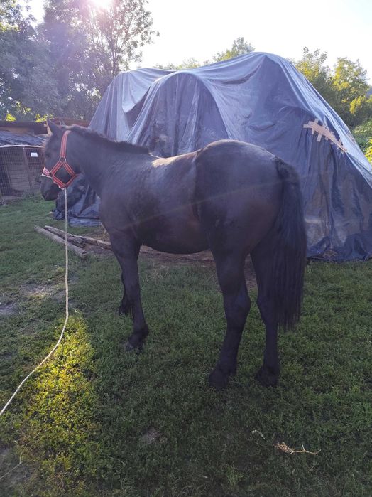 Armăsar de 1 an și două luni de vânzare