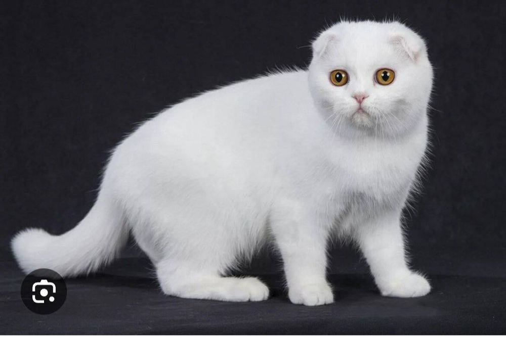 Scottish fold kamyob