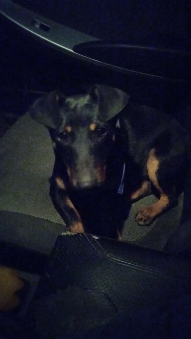 Найдена собака 6 мкр