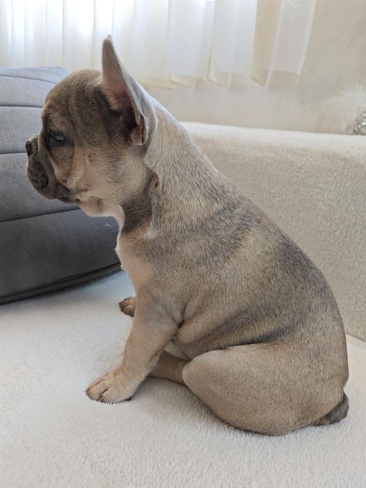 Френски булдог / Frenchie