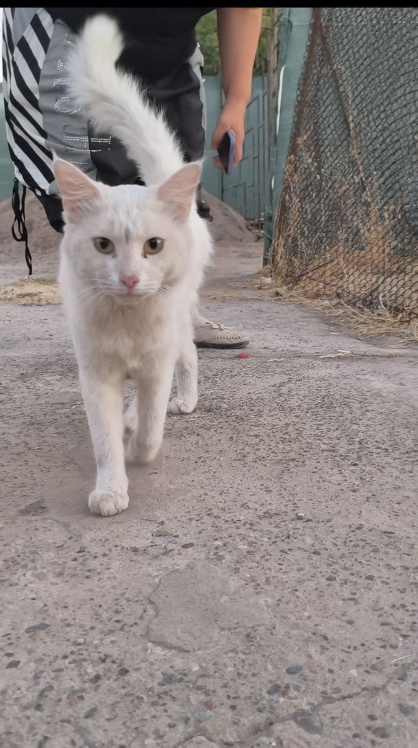 Котик в добрые руки