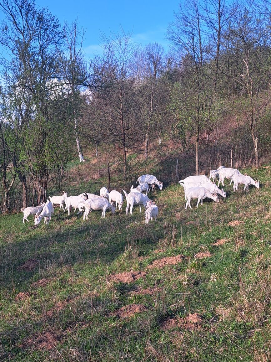 Vând țapișori sannen