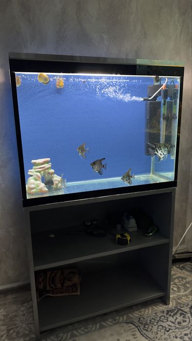 Аквариум ва Баликлар