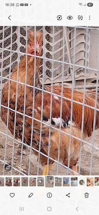 Продаю петухов  8  штук  , молодые   .