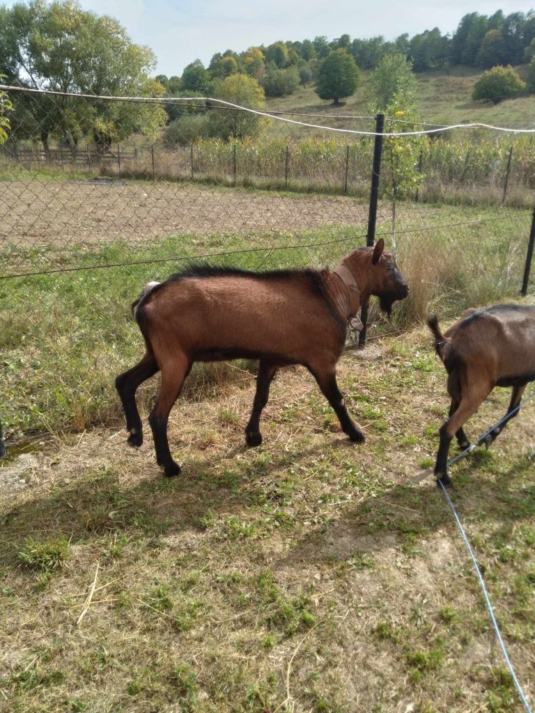 Vând Țap Alpin francez de un an și jumătate!