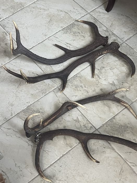 Coarne cerb 2 perechi