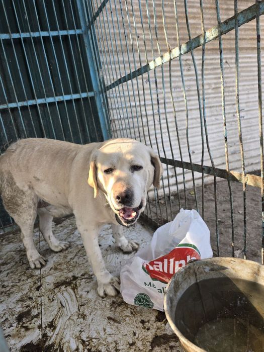 Лабрадор домашний в добрые руки!!