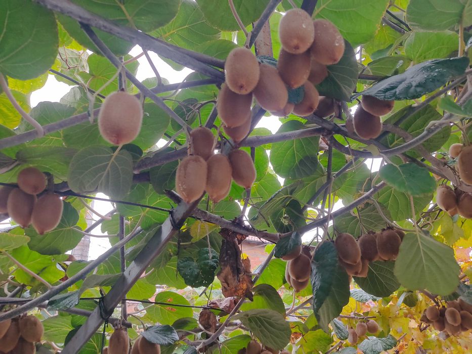 Райска ябълка и Киви