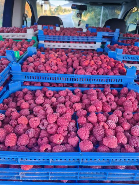 Продавам корени от малини
