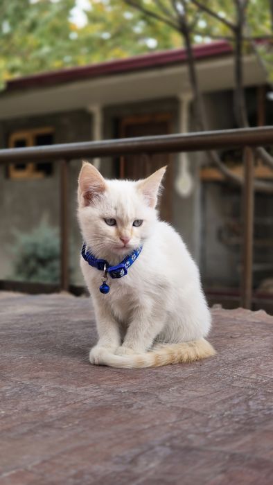 Бесплатные кошки