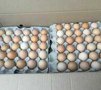 Инкубационный яйца бройлера