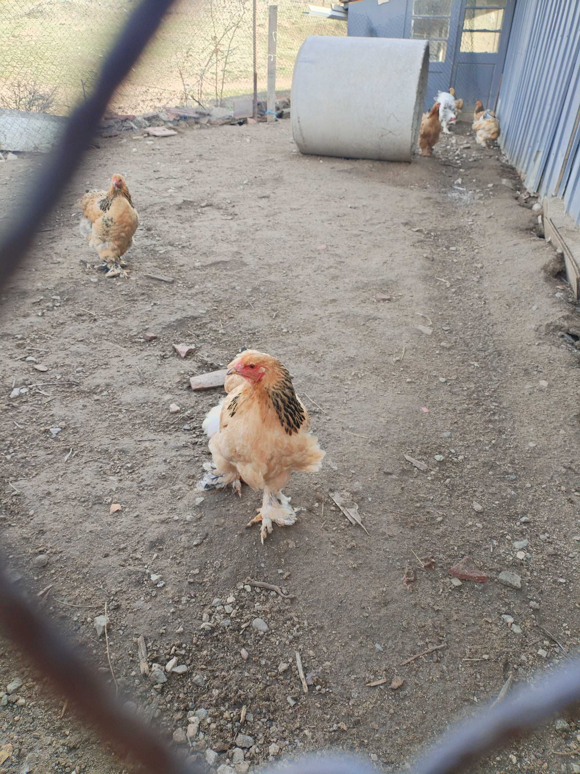Червена колумбийска брама