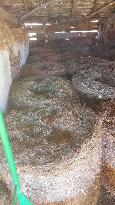 Baloti de lucerna si otrava