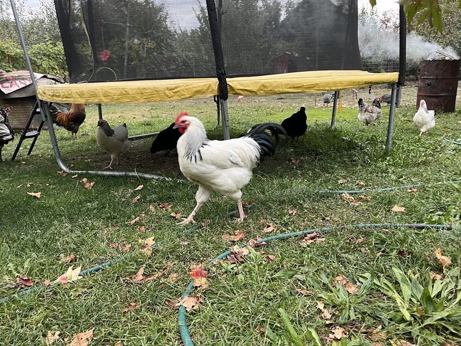 2 cocosi Sussex de vanzare sau achimb cu gaini alta rasa !